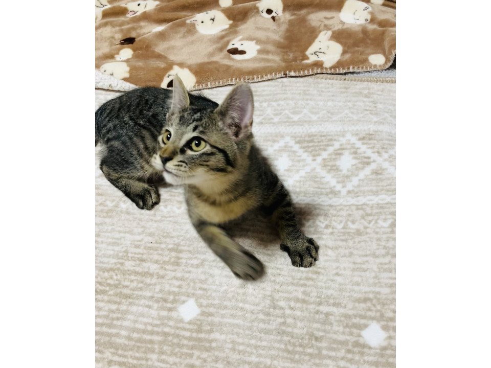 【かわいい】キジトラの子猫♂【ふわふわ】