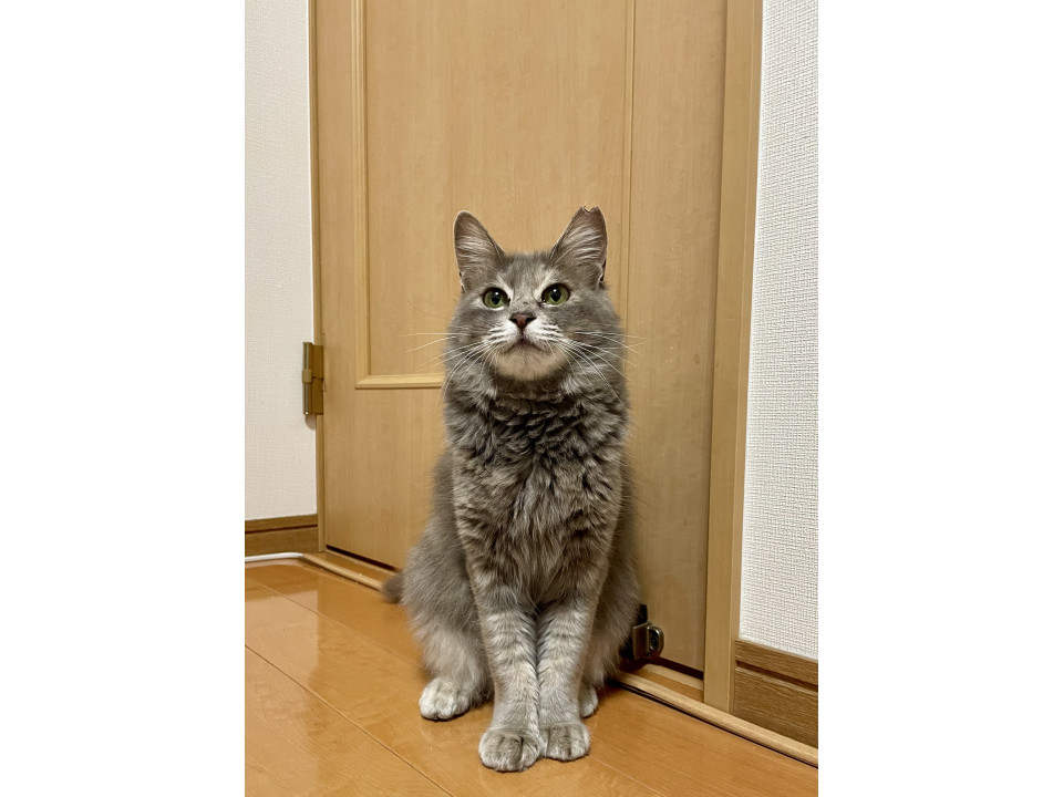 少しもっふりグレーの美人猫❤️