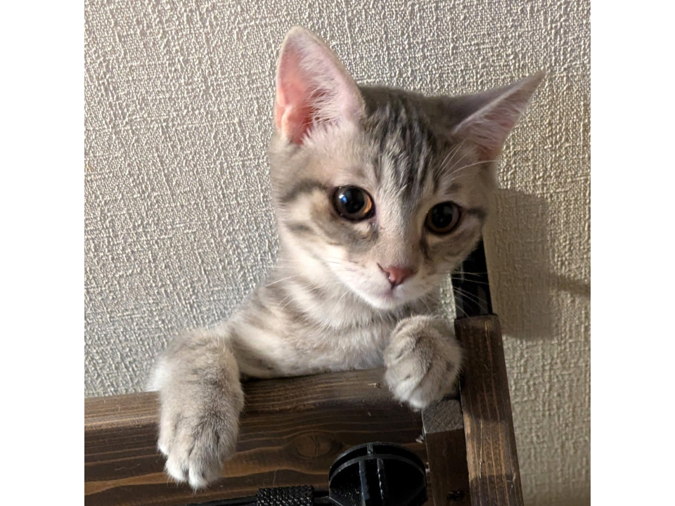 肩乗りが大好きなうるうる瞳の馴れ馴れっ子