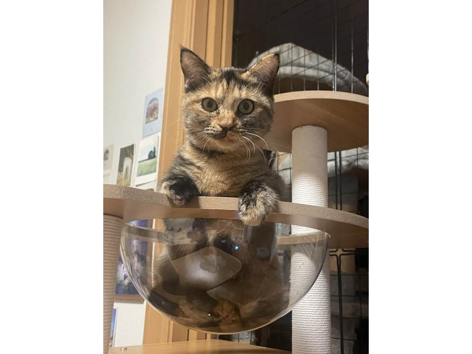 一歳前後、さび猫ちゃん