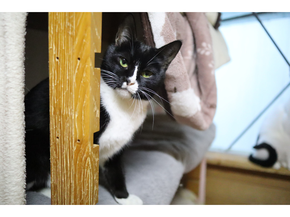 素敵な黒いヘルメット／セリ