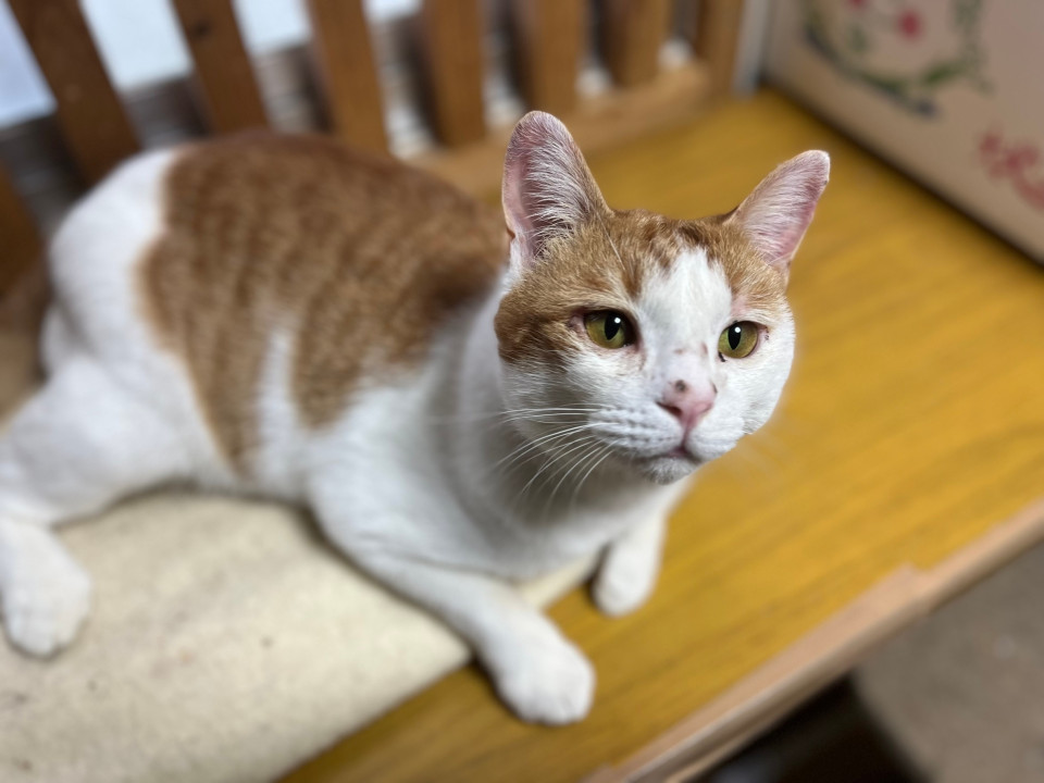 可愛い茶白のレクサスくん