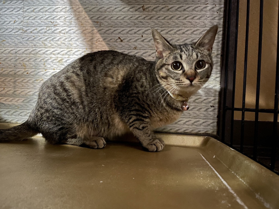 お目目がくりくりだだちゃん