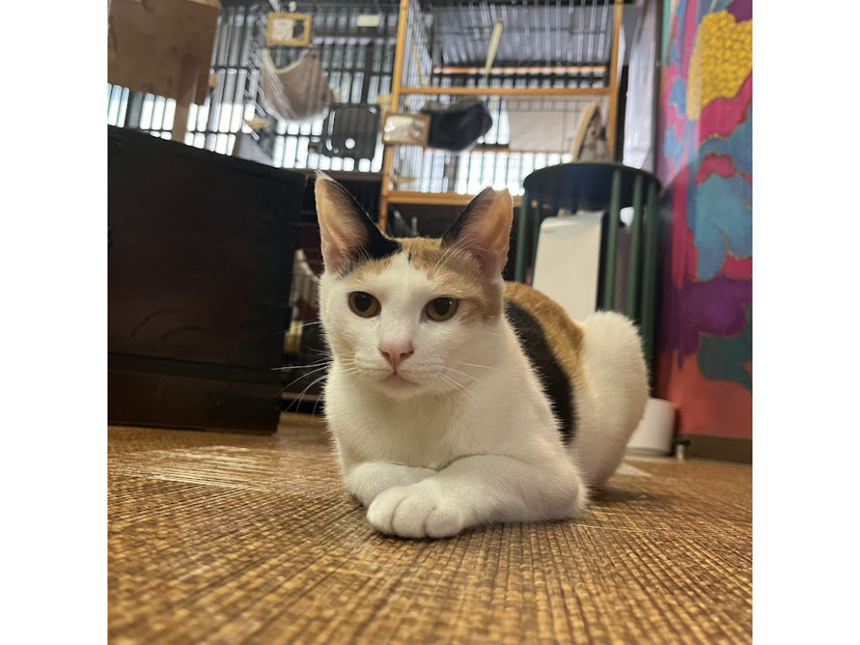 頑張り屋さんのみいたん