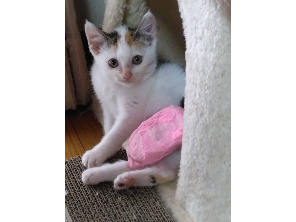骨折にも負けない小さな命のねこちゃん