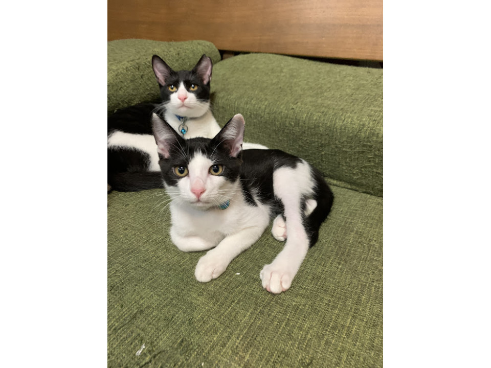 綺麗なハチワレおるちゃん