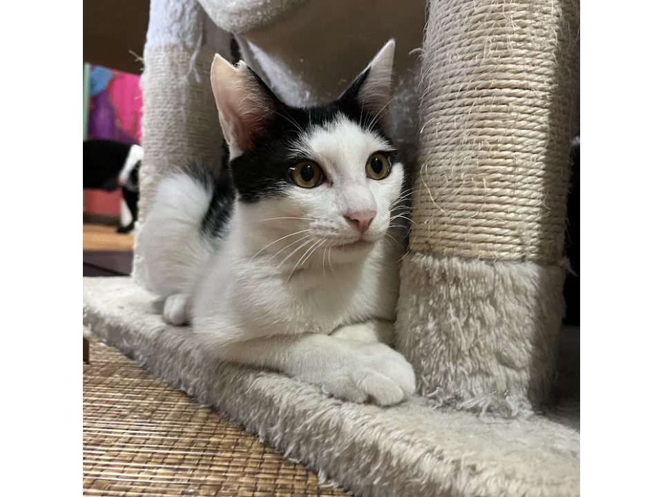 人見知りだけどご飯は大好きなぴっく