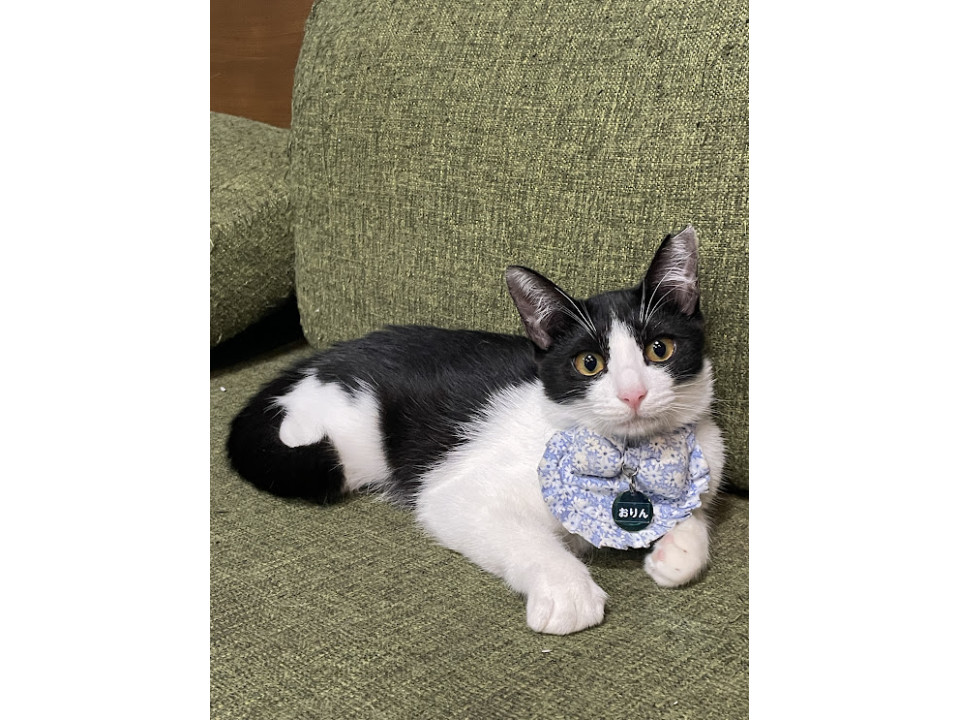 人馴れ特訓中おりん