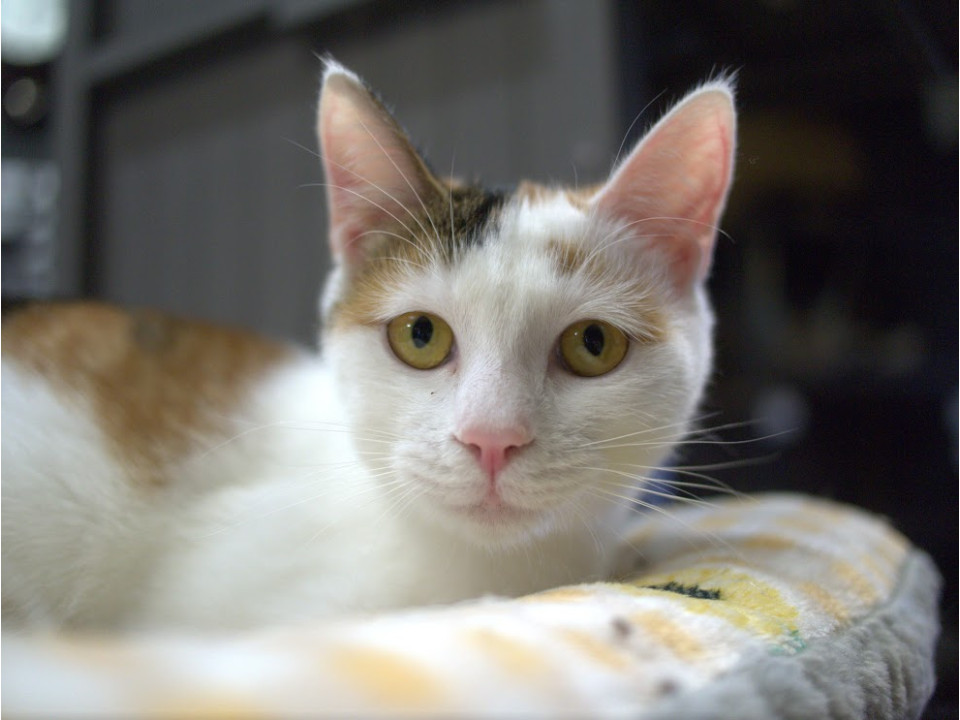 困り顔NO１☆こゆみ