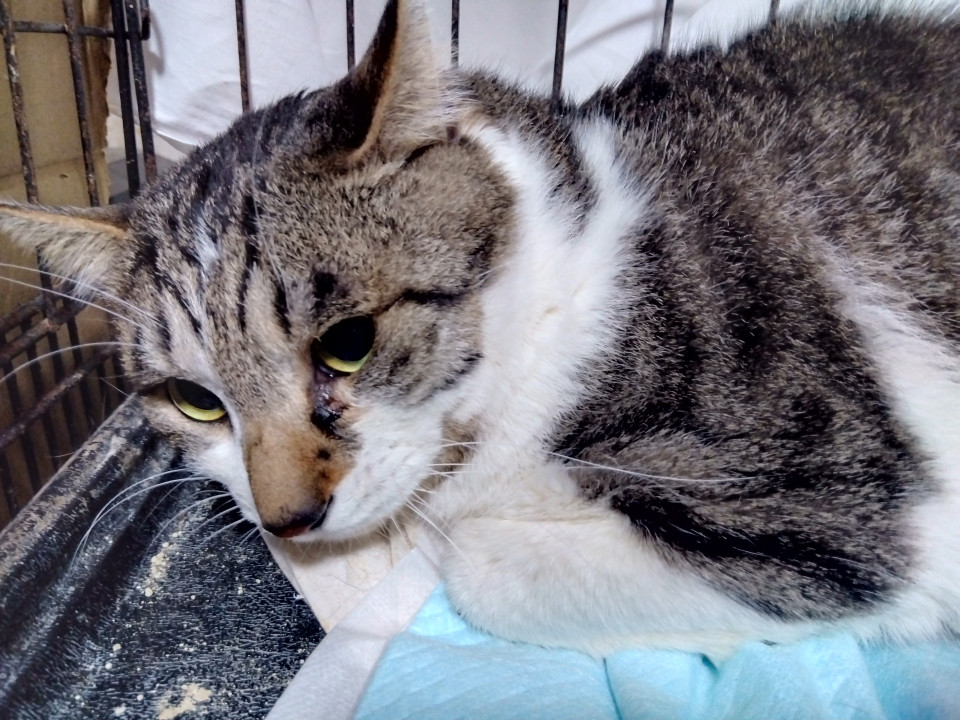 おっとり系男の子お腹の撫で心地が最高!