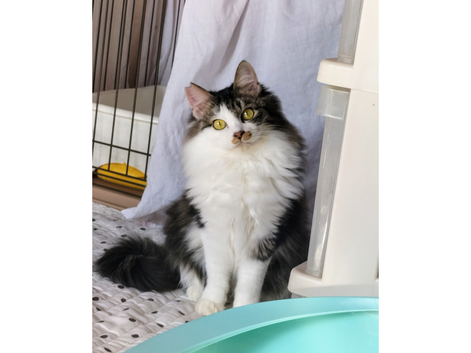 絆は猫一倍☆美形兄弟