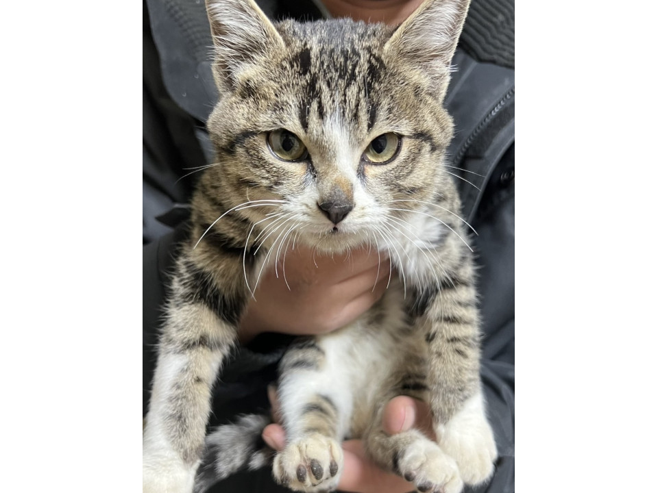 ふわふわな子猫のサバトラ♡サバシロ兄弟