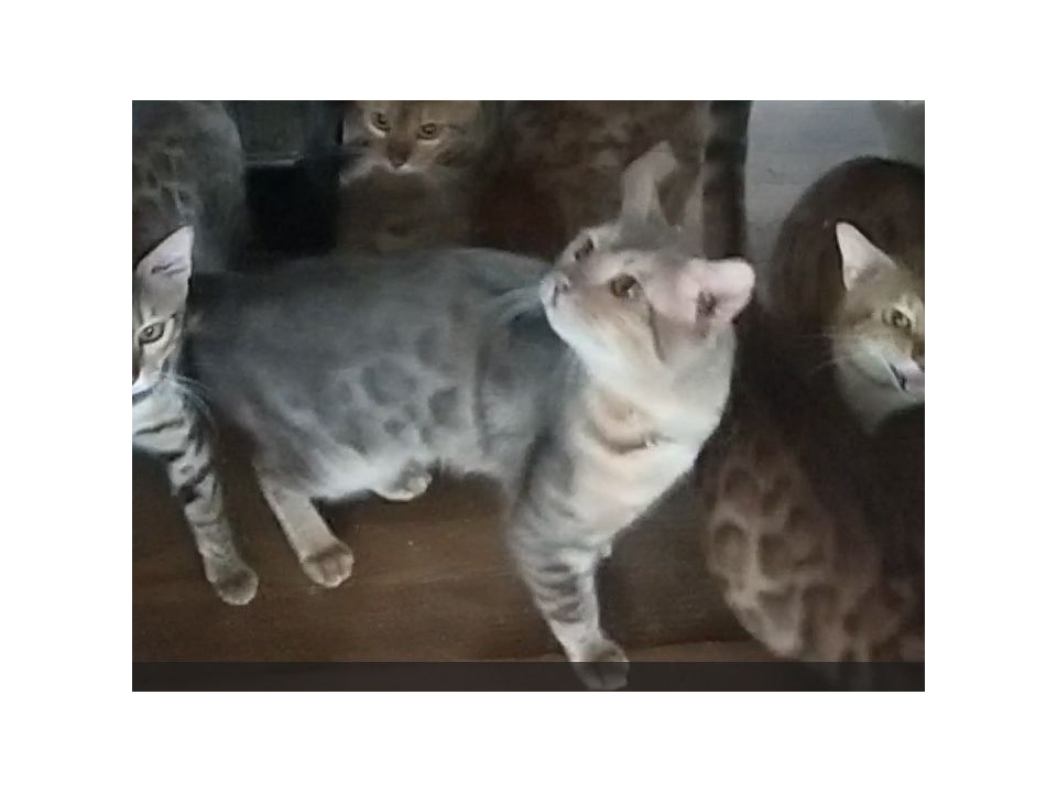 希少猫・純血ブルーベンガルの男の子