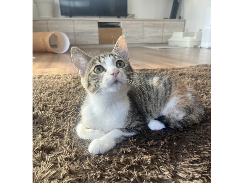 ツンデレ縞三毛仔猫ちゃん 家族募集中