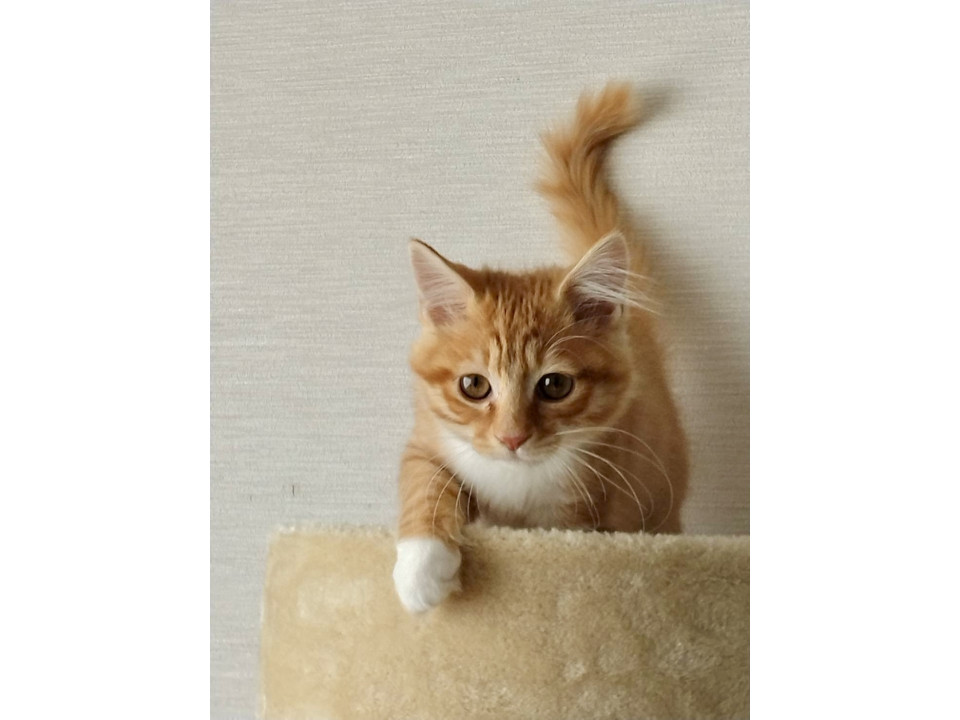 麗しの れいくん