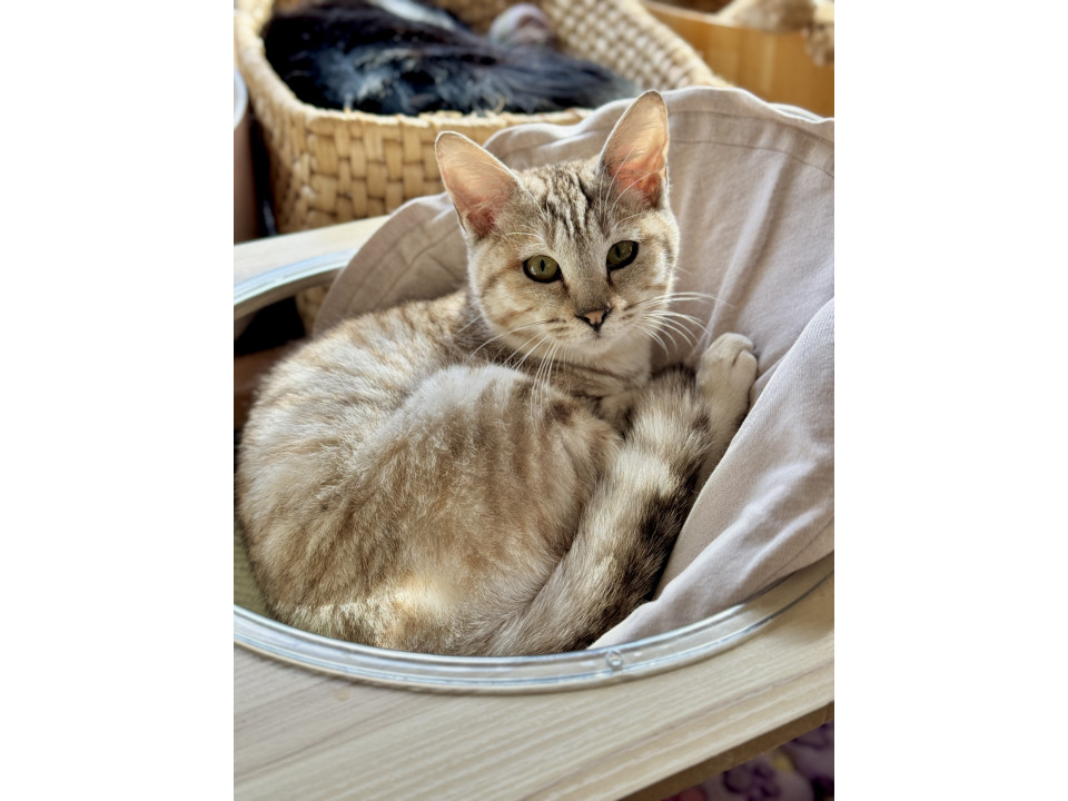 ささやき系ボイス ★ みと