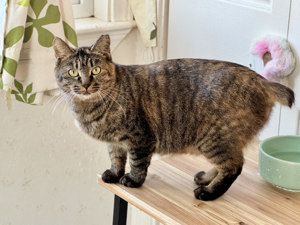 すこしシャイ ★ ライラ