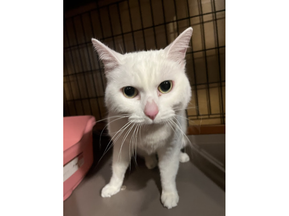 猫見知り☆たまこちゃん