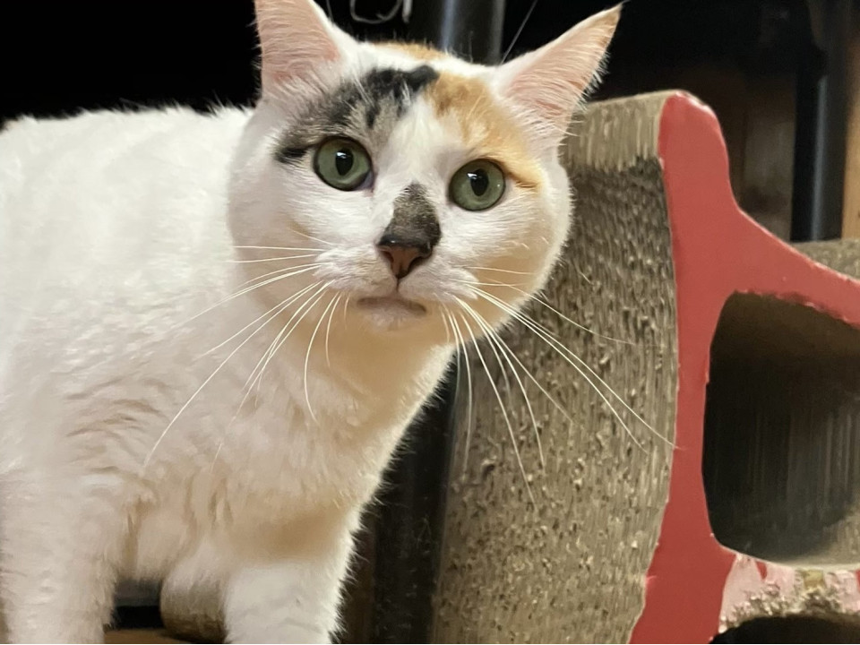 【動画あり】ダイヤ柄のお鼻がキュート