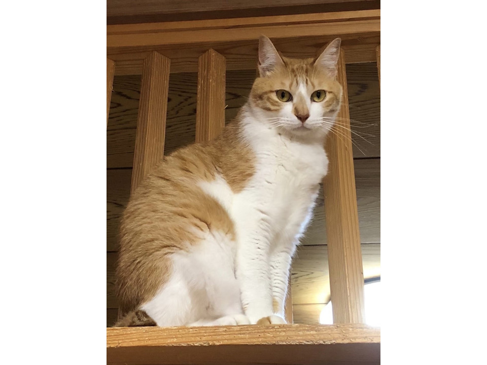 【動画あり】ツンデレ♡かわいい甘えん坊