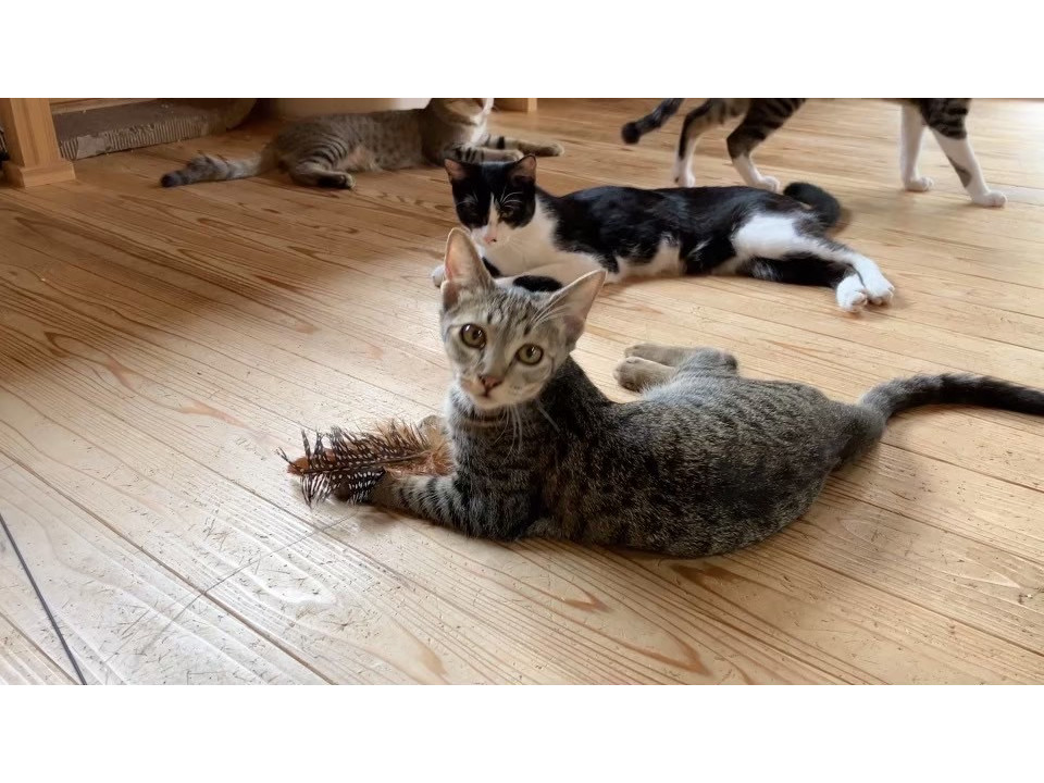【動画あり】活発な美ネコさん