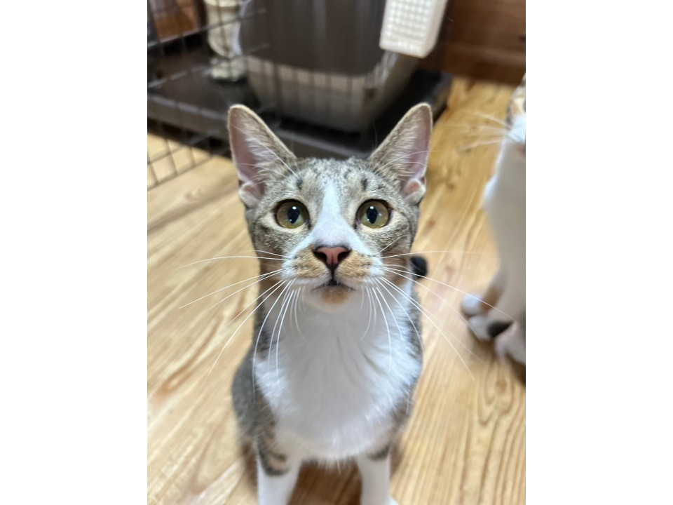 【動画あり】前足でおいでおいで〜