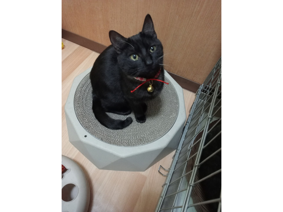 可愛い黒の男の子