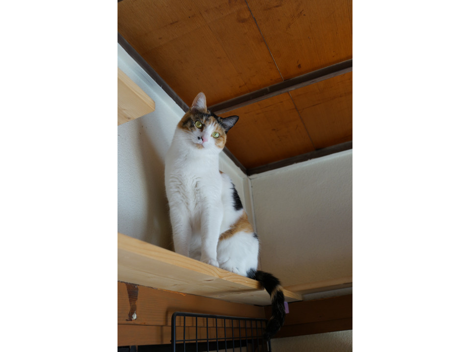 人馴れおっとり三毛猫ちゃん