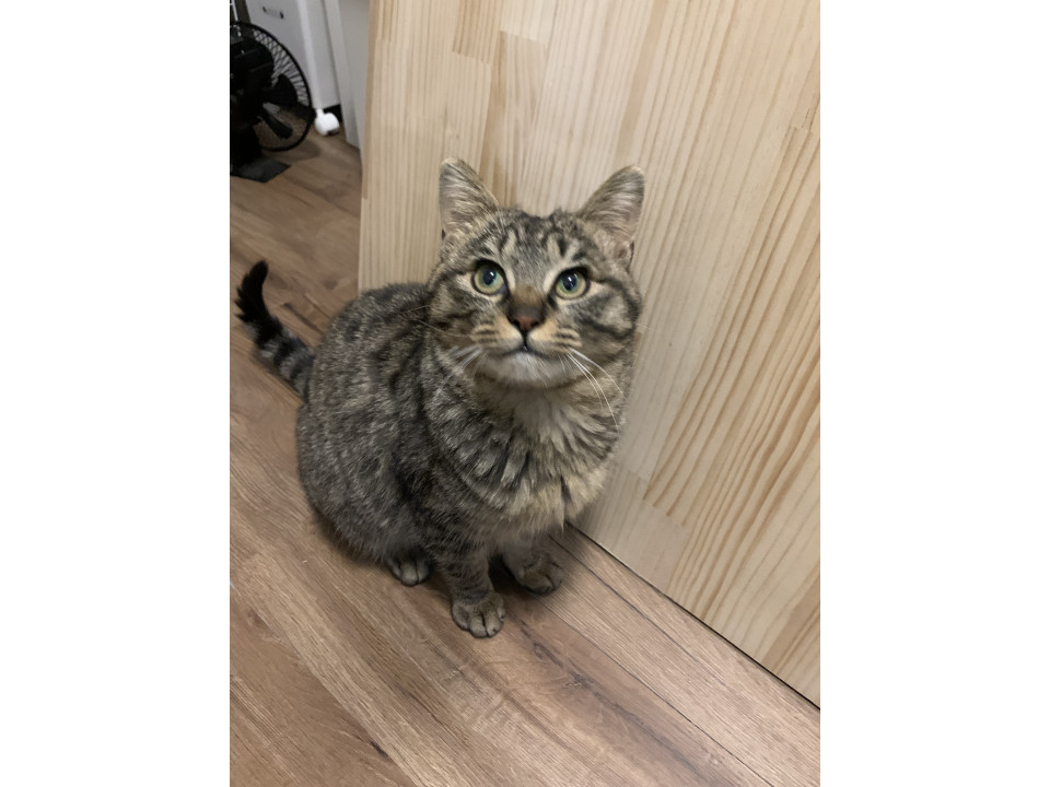 人慣れOK、飼いやすい男の子