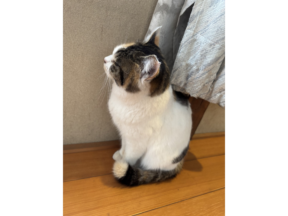 隻眼の三毛猫【女の子】