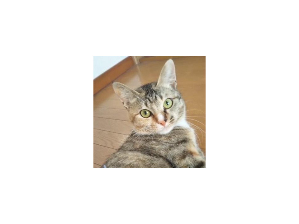 三毛猫さん