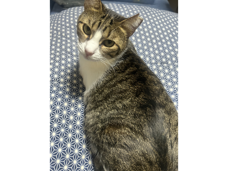 スリスリゴロゴロ甘えん坊男子