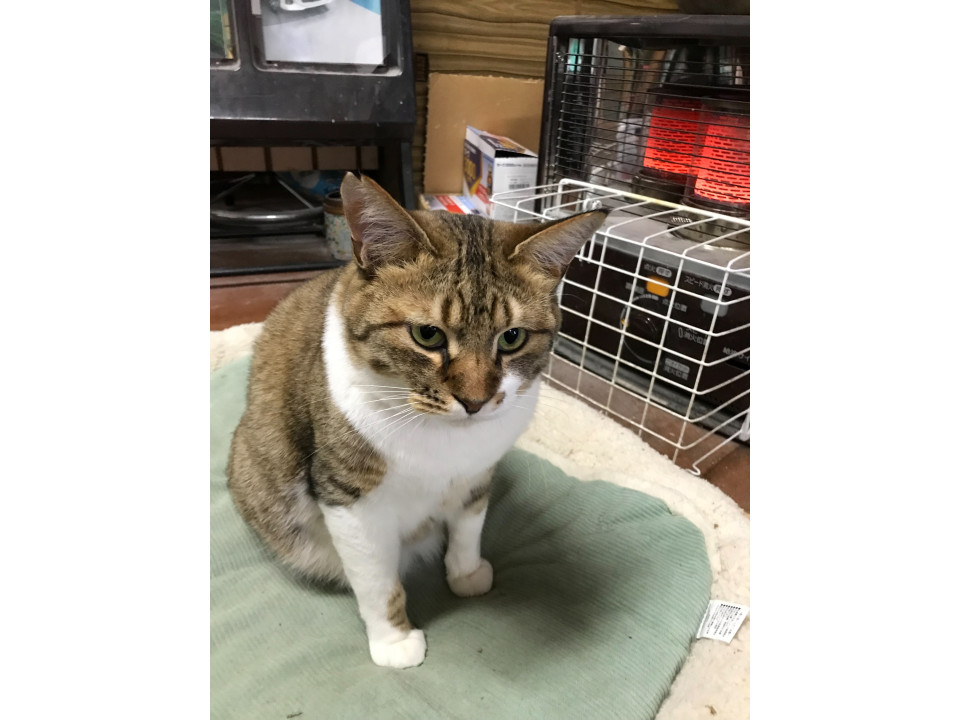 昔の姿が嘘のようなまん丸おもちです