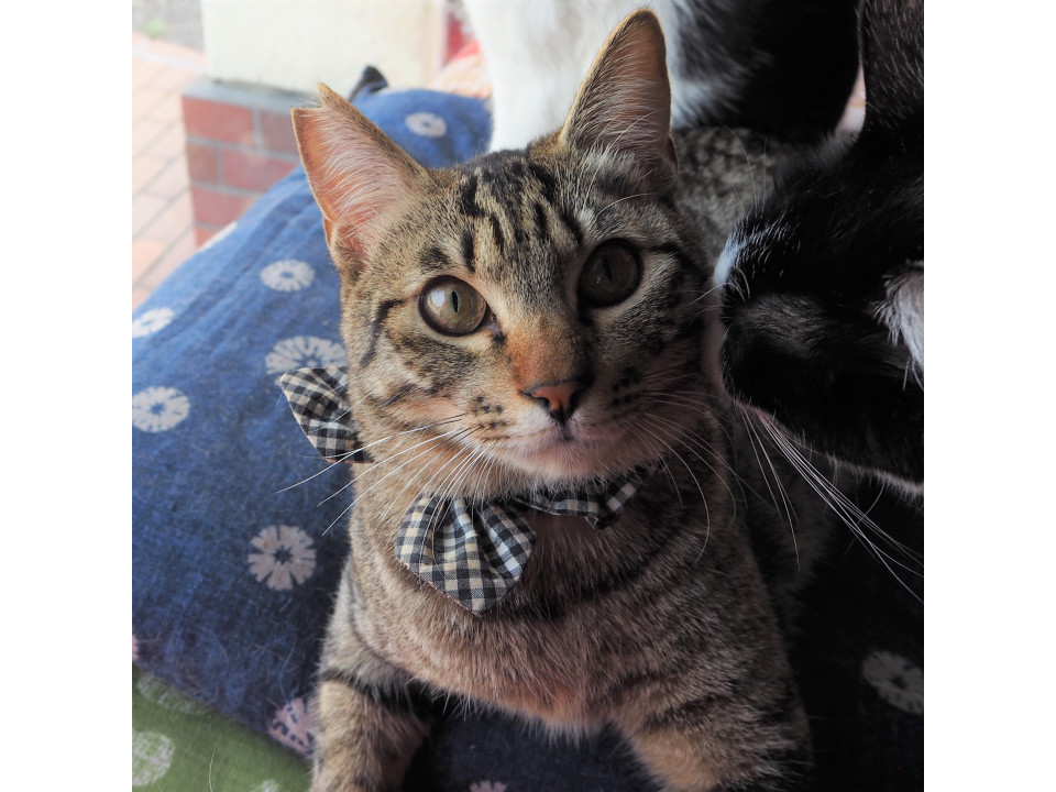 イケメン元気なキジ猫おらん君