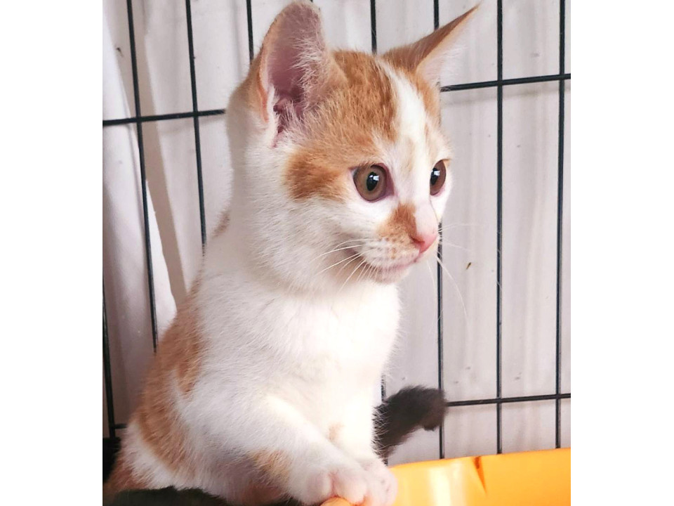 茶白 かわいいコック君♪ オス