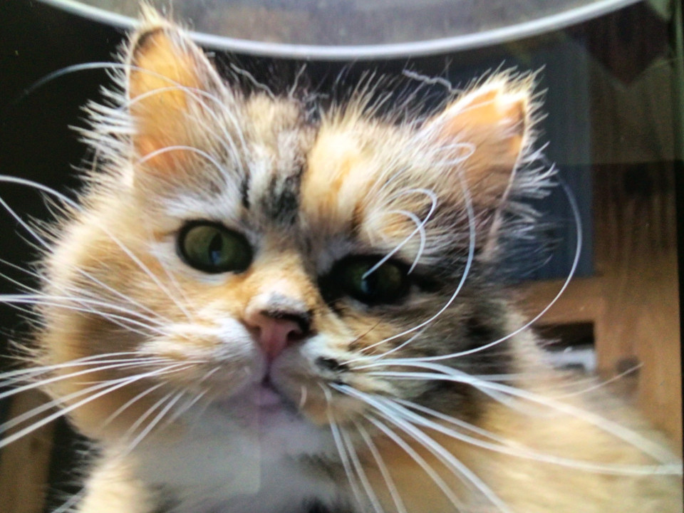 可愛い長毛三毛猫