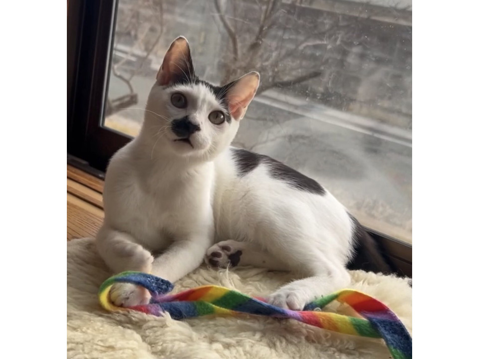 可愛らしい　ディルくん