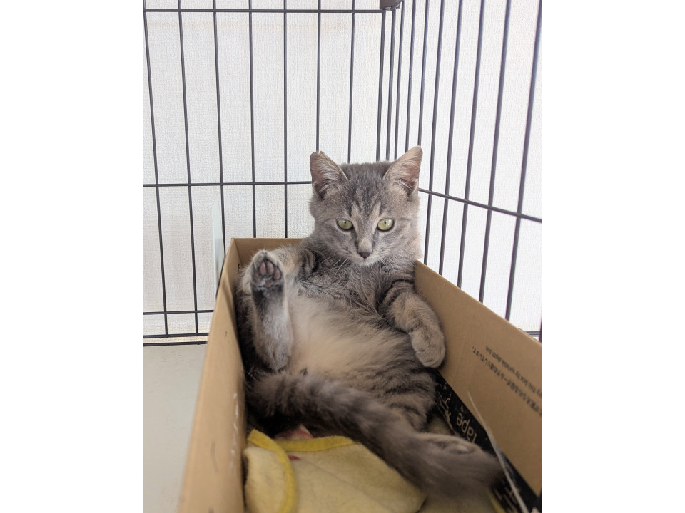 グレーの被毛が美しい猫好き男子