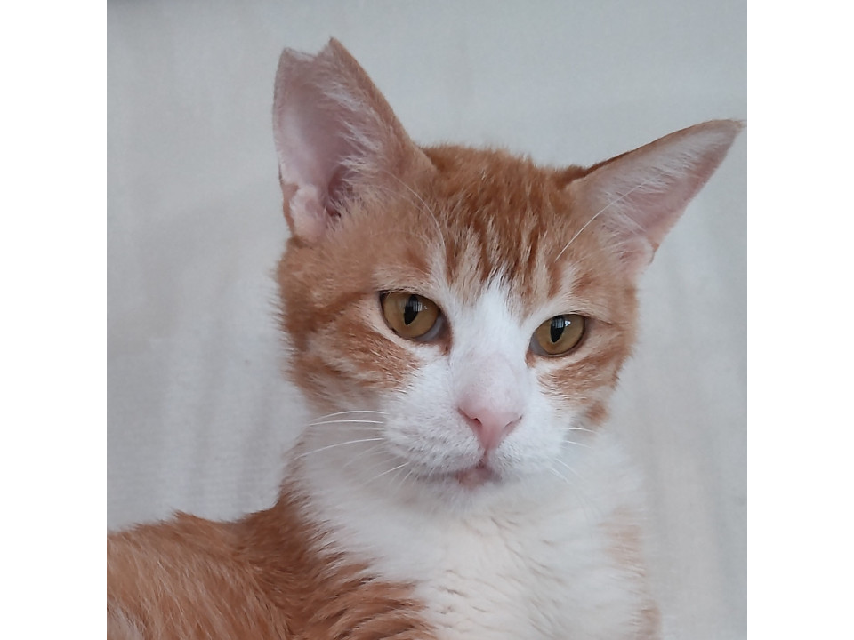 【多頭崩壊】モテモテのハンサムボーイ