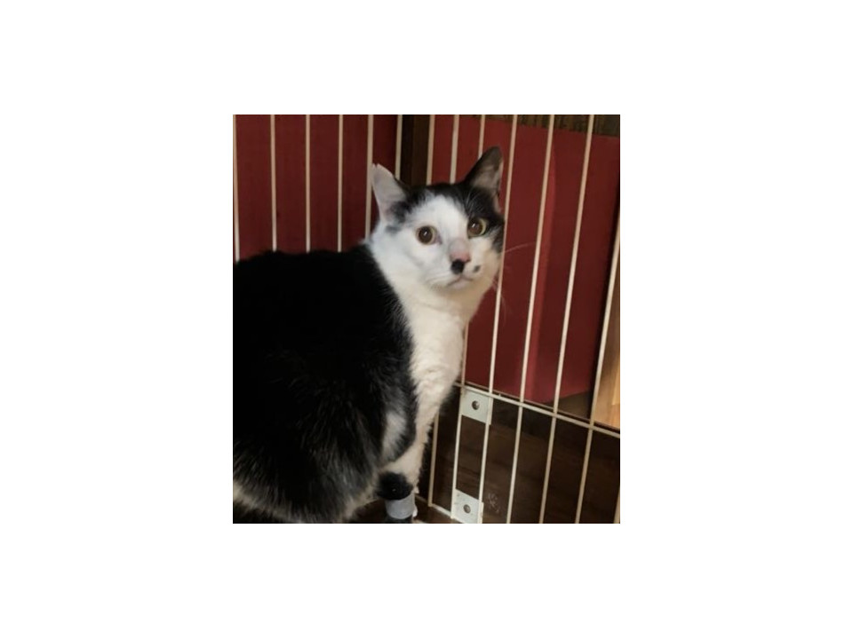 お鼻のブチ模様が可愛いひさしくん