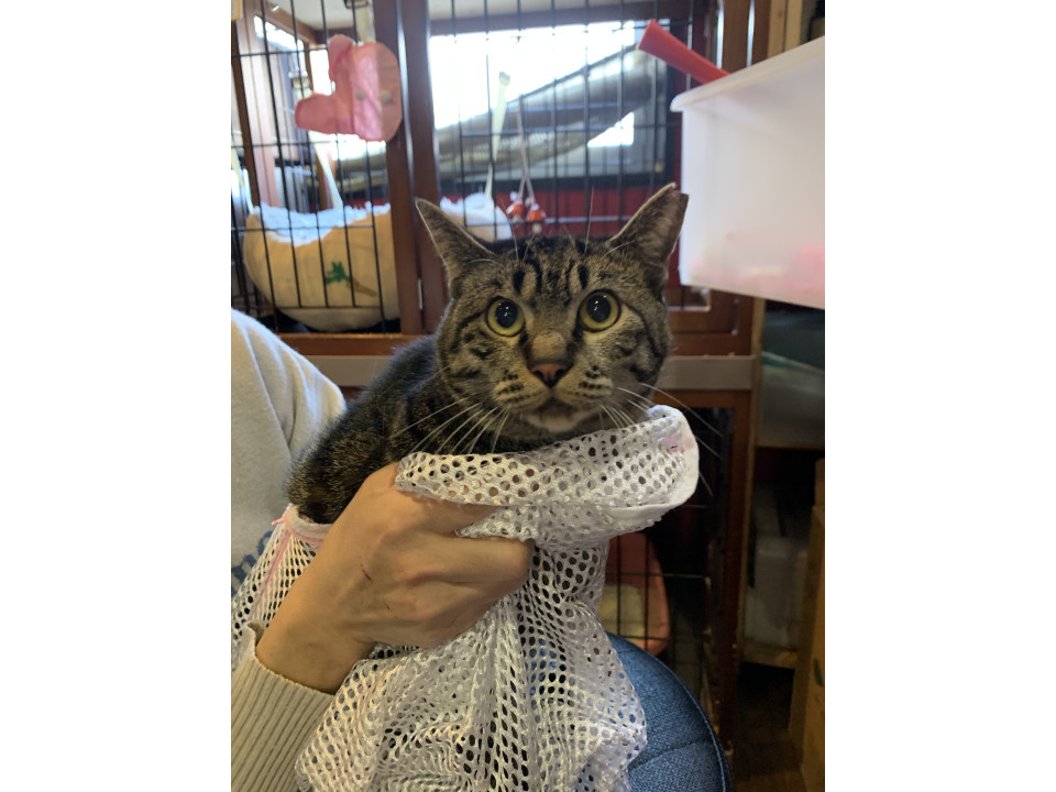 控えめなりんりんちゃん