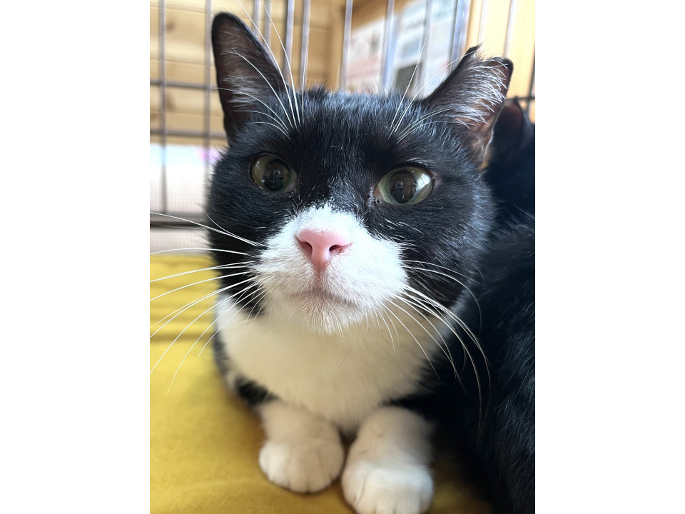 動画あり個性的華子ちゃん避妊済キャリア猫