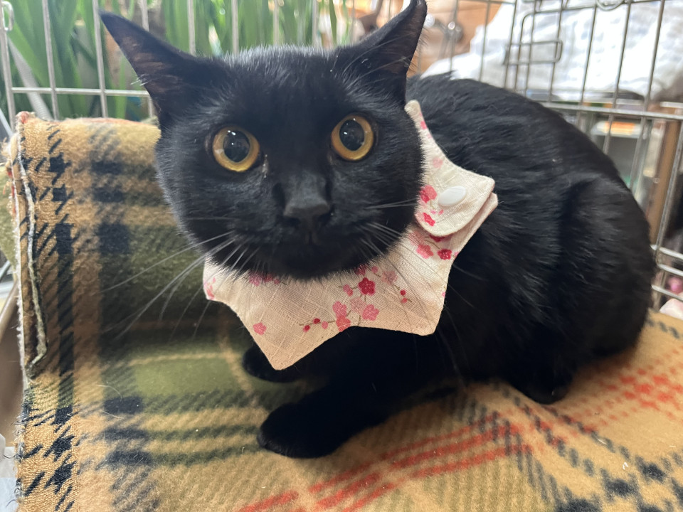 動画あり黒猫愛子ちゃん避妊済キャリア猫