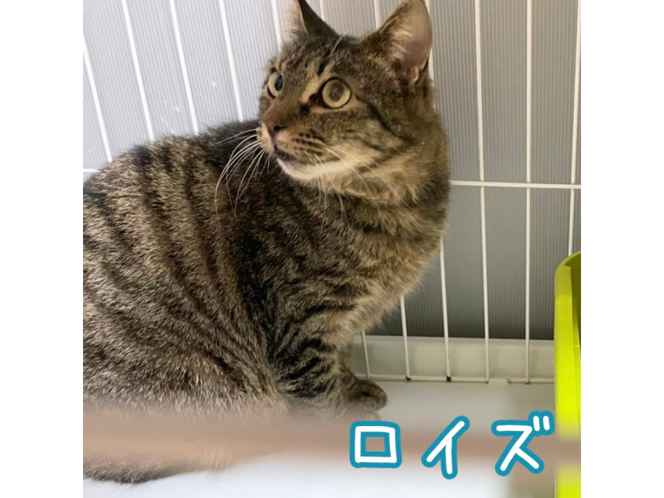 猫にも人にも優しい男子 ☆ロイズ