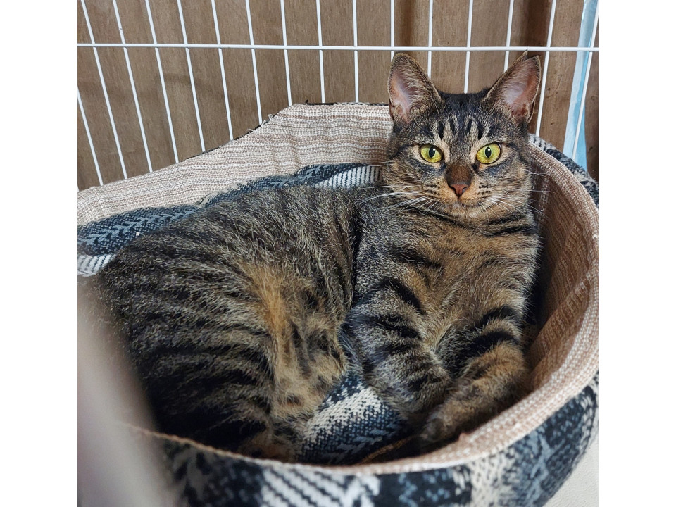 シャーからゴロすりのご褒美が欲しい方向け