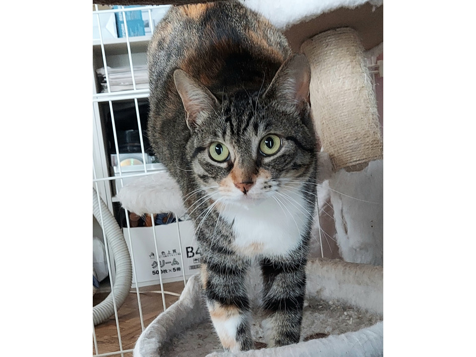 おねだり上手の元ヤンママ