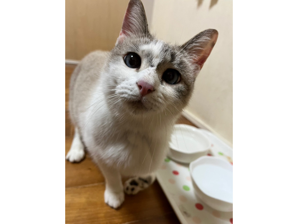 前足が不自由なむぎちゃん