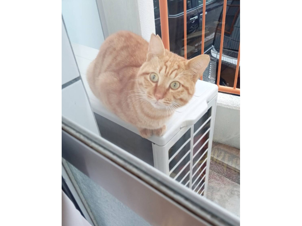 猫]熊本県の里親募集 お喋り上手な茶トラくん