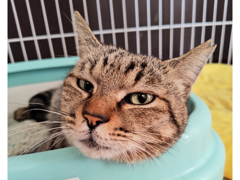 人が大好き甘えん坊