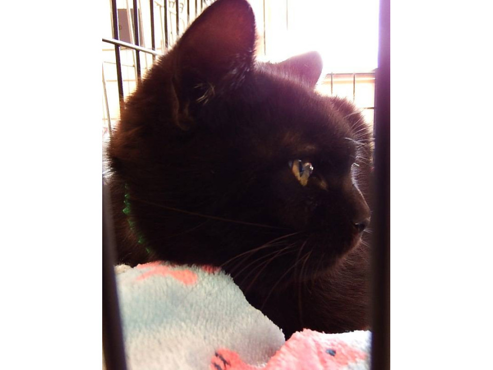 家の中に上がり込んでいた！くろべぇー♡